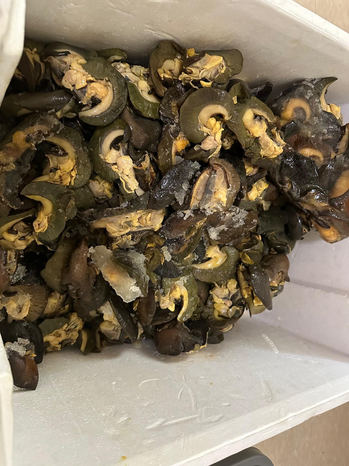 Authentic African Snails (Not-Dried & without Shells, 10 Pieces in a Pack)