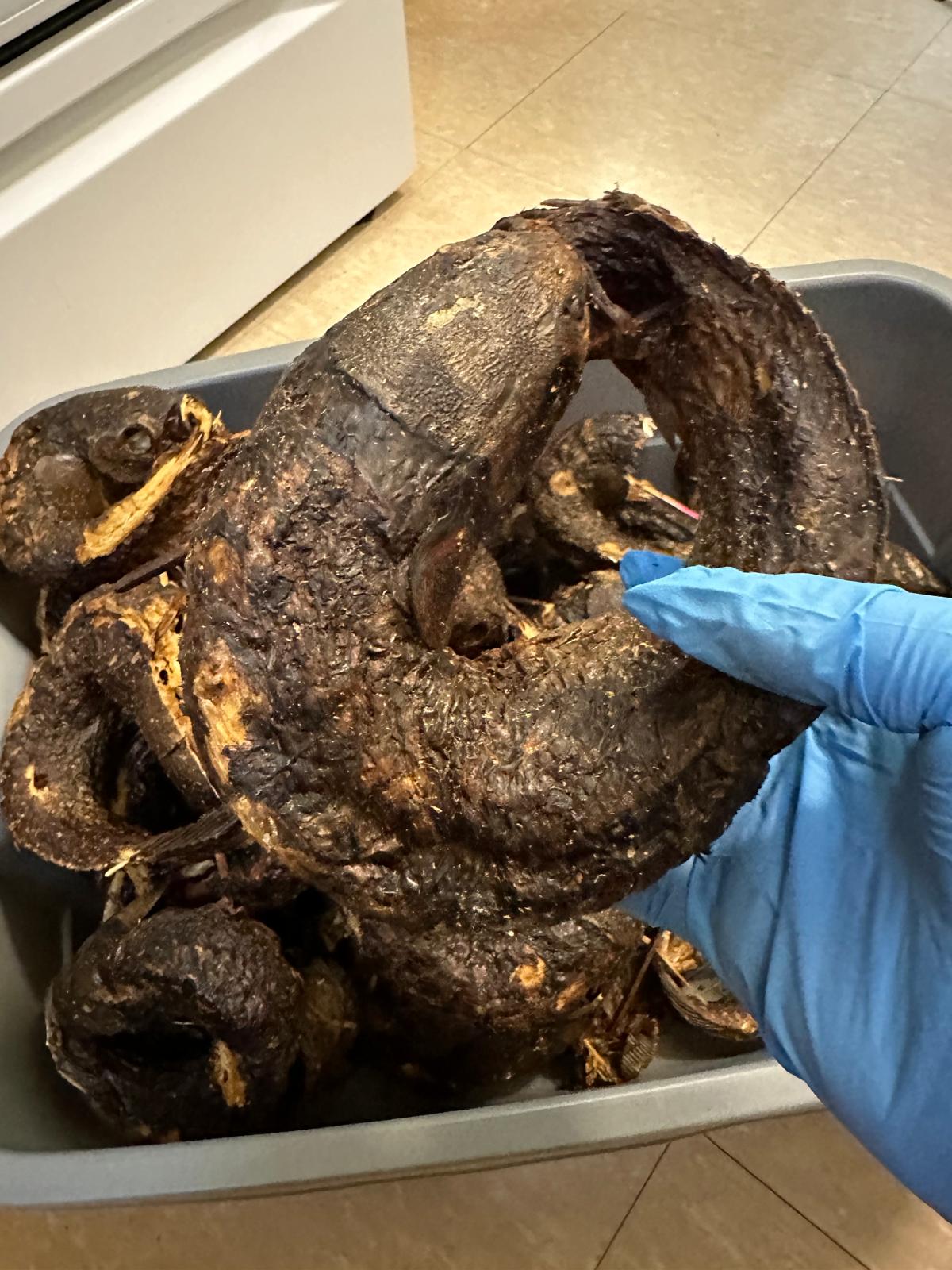 Premium Dried Catfish – Rich Flavor for Authentic Cooking ($13.50 for a Pack)