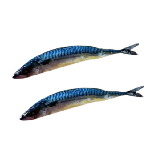 Ice Fish (1 fish in  a pack)